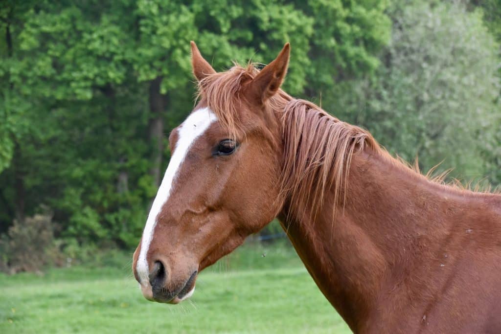 chevaux ariège