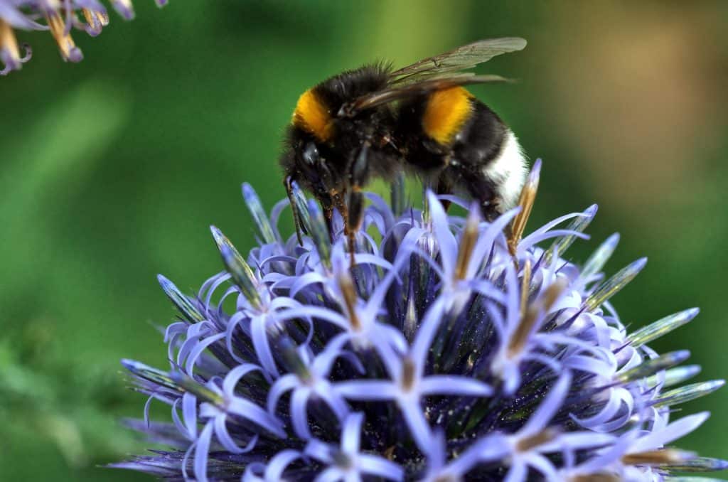 pollinisateur ariège
