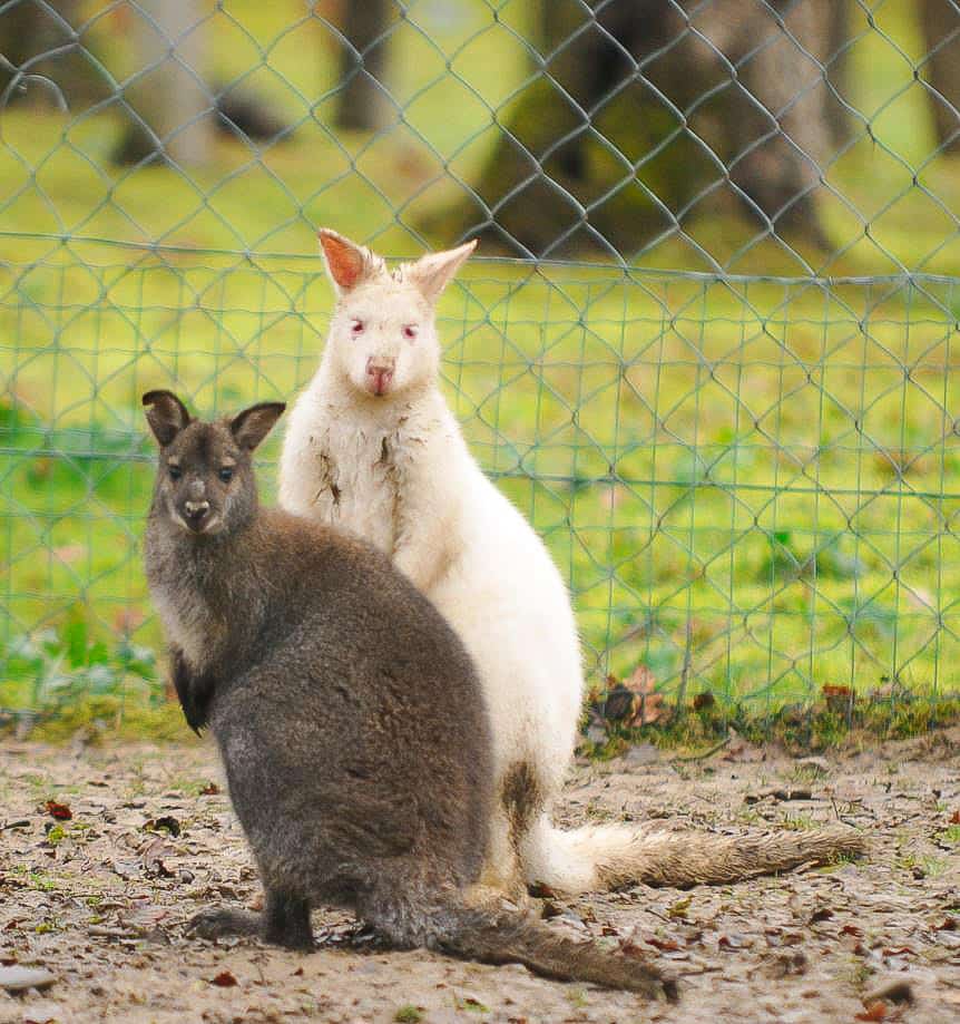 wallabies zoo