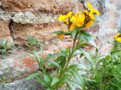 week-end toulouse fleurs