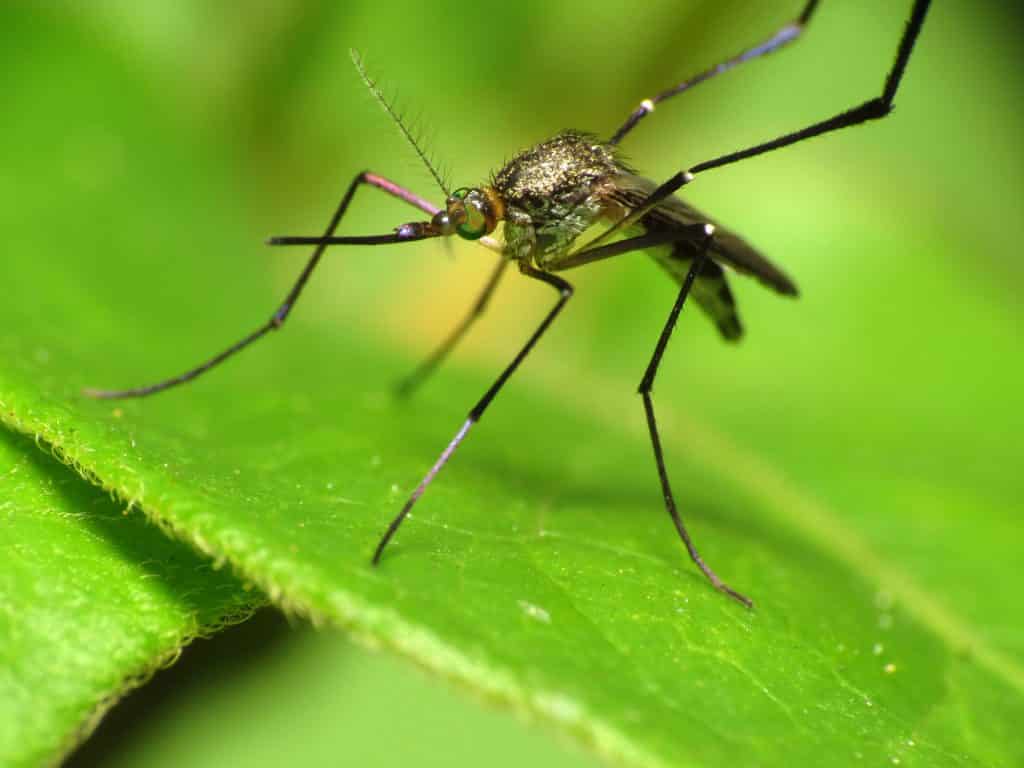 moustique grau roi