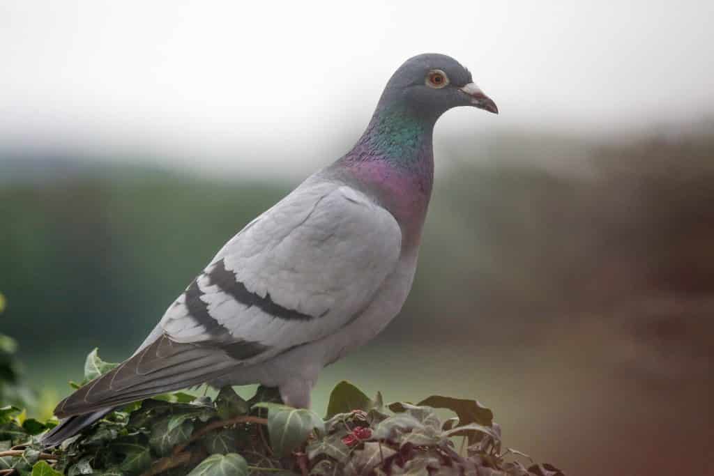 pigeon toulouse