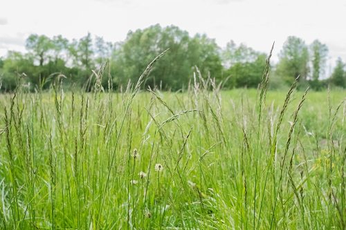 Graminées dans la prairie humide. pollens occitanie