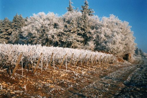 Vignes-Mpmpmp-CC-BY-SA-3.0. une aide sera versée aux agriculteurs touchés par le gel.