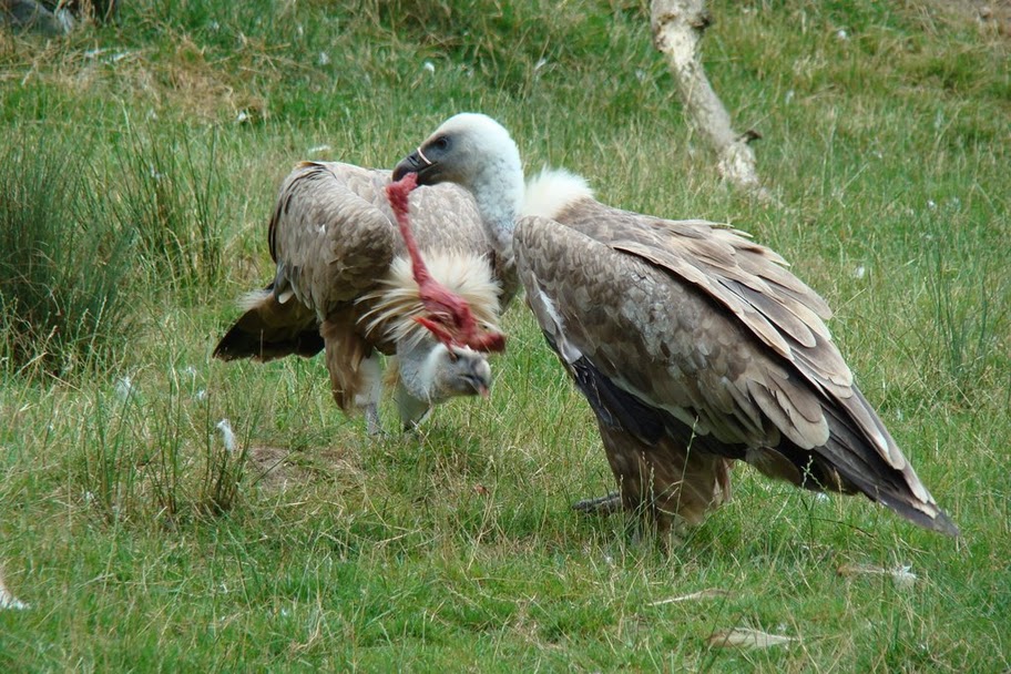 vautour Influenza aviaire Lozère Aveyron 