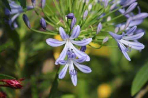 Fleurs jardin