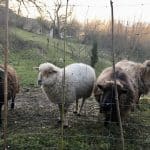 moutons écologie
