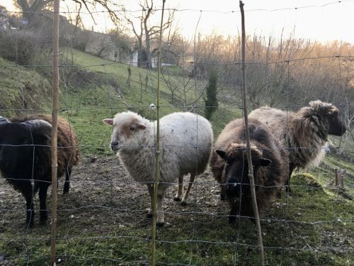 moutons écologie