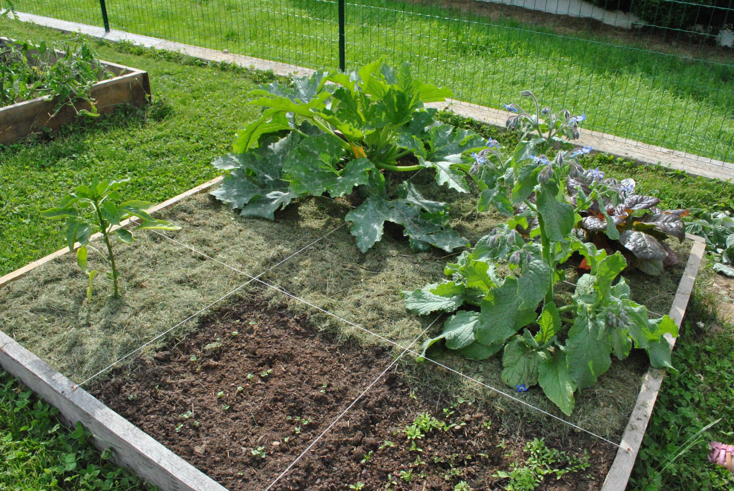 Le site Internet toulousain “Savez-vous planter chez nous” fait le bonheur des jardiniers depuis plus de 10 ans