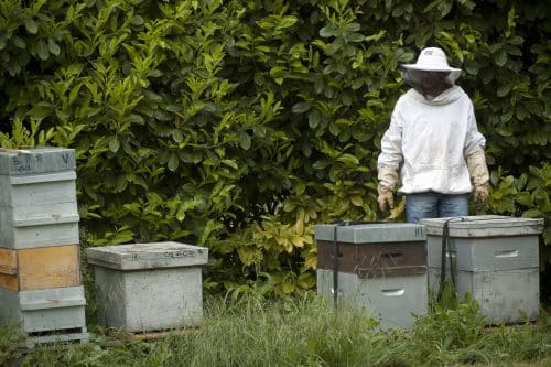 Ruche et apiculteur