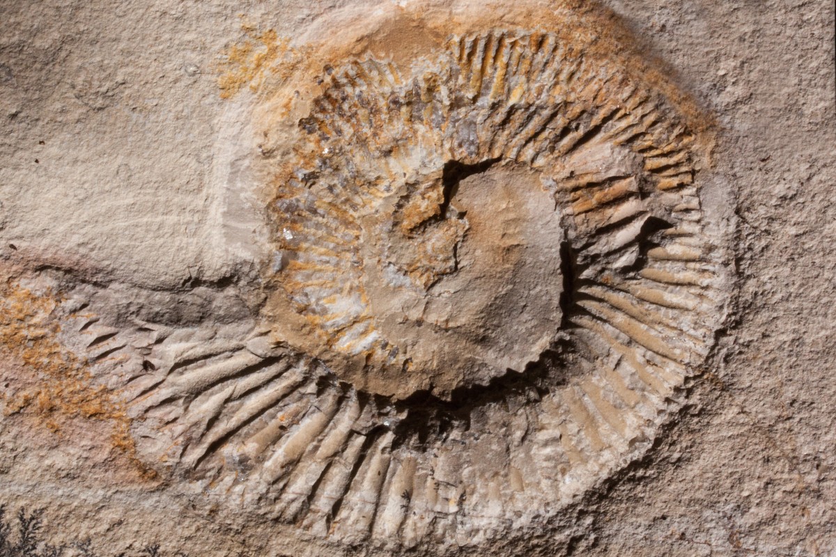 fossile atelier musée Hérault vacances Pâques