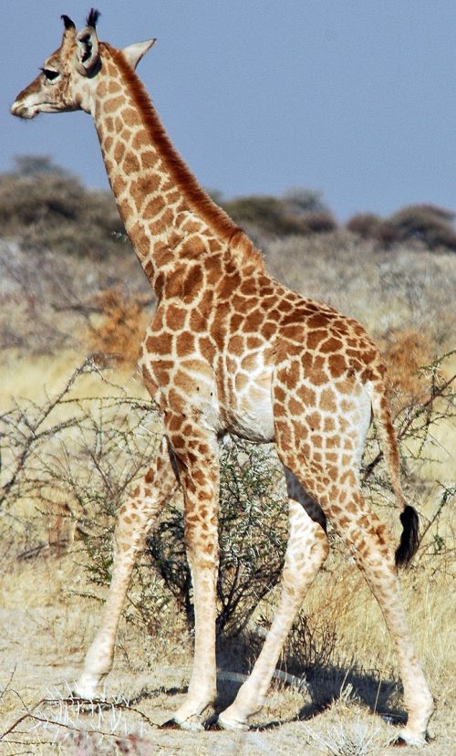 Girafe