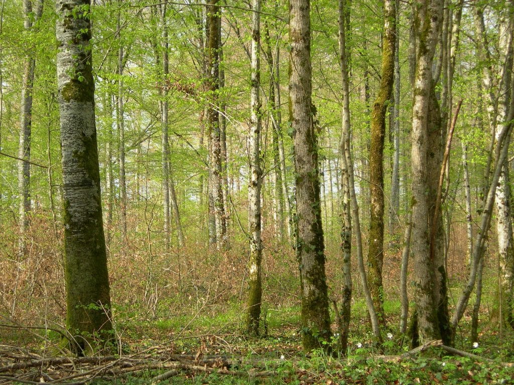 Les nuits des Forêts