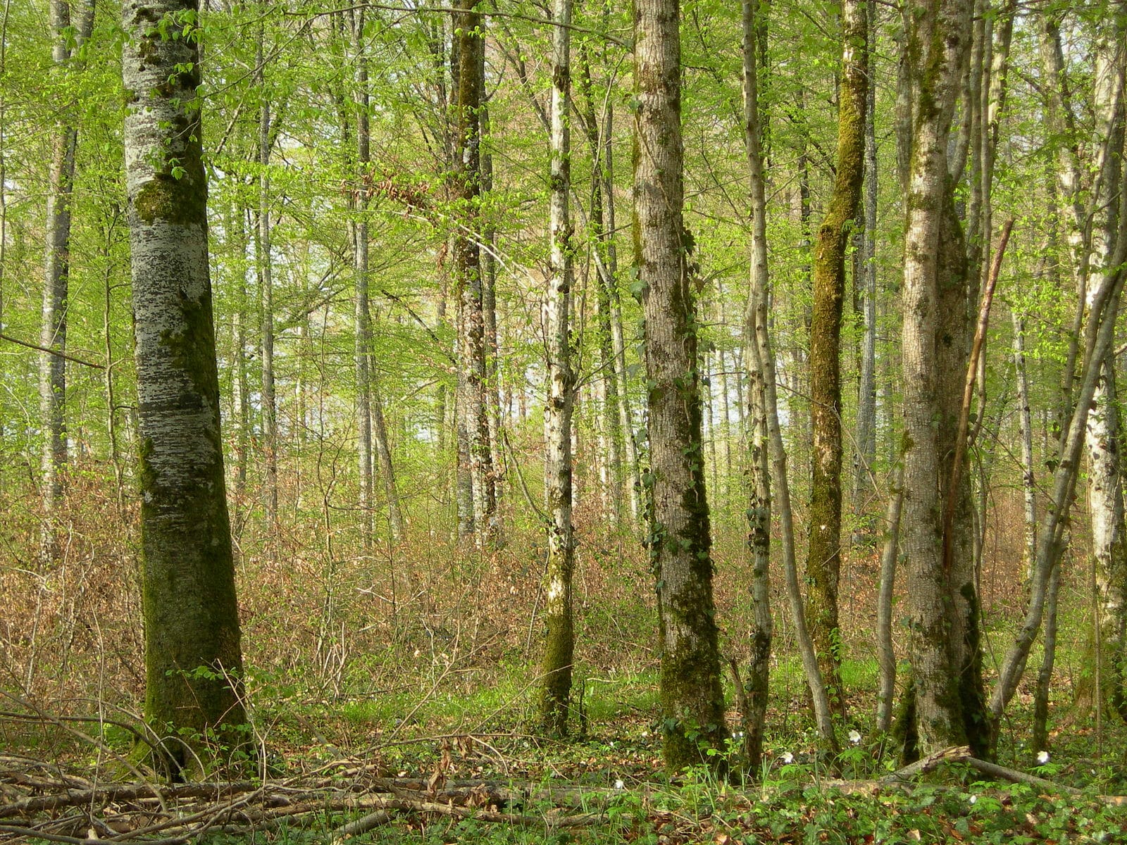 Dernier jour pour profiter des Nuits des forêts en Occitanie