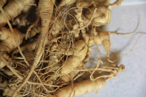 Ginseng plante