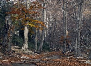 forêt hêtraie de la massane Unesco