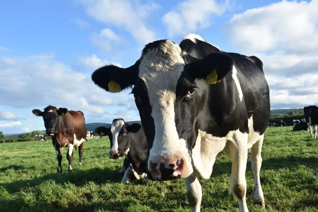 occitanie vache