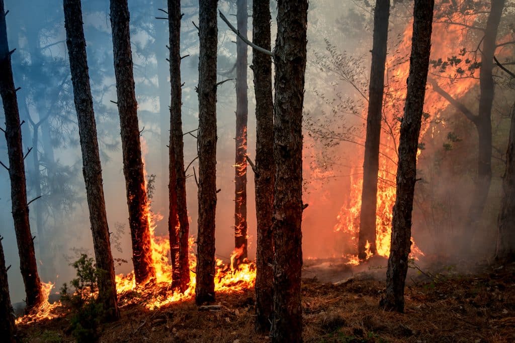 feux forêt