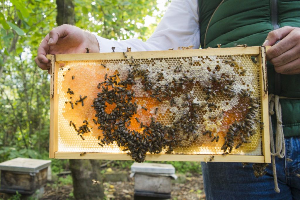 rucher abeilles ruches miel vacances été Tarn-et-Garonne