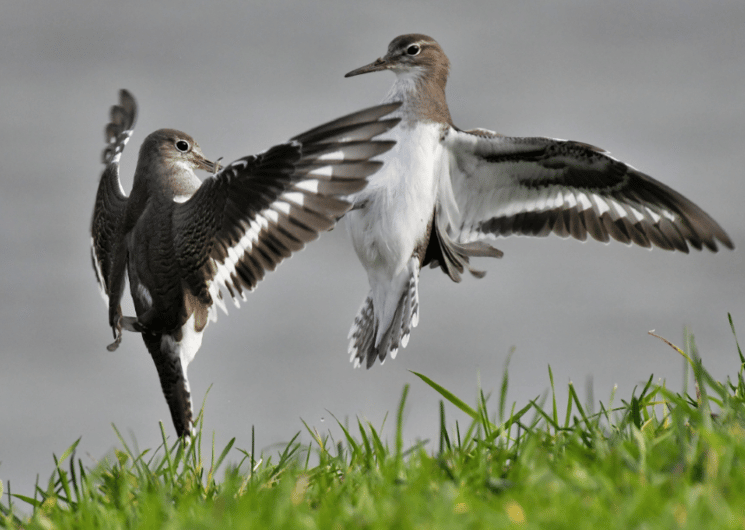 "Les ailes de la Garonne", une exposition photo de Patrick Blondel