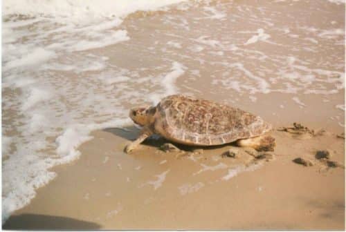 tortue Caouanne Valras oeufs