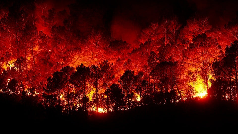 feux forêt Hérault incendie flammes arbres