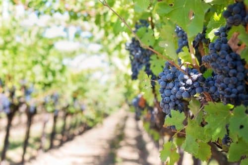 grappes raisin vignes vignoble