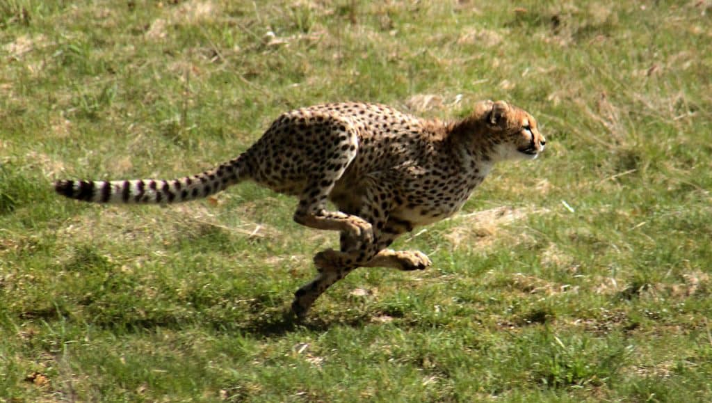 Le guépard peut atteindre une vitesse de 115 km/h en quelques secondes CC BY-SA 3.0 Malene Thyssen - Wikimedia 