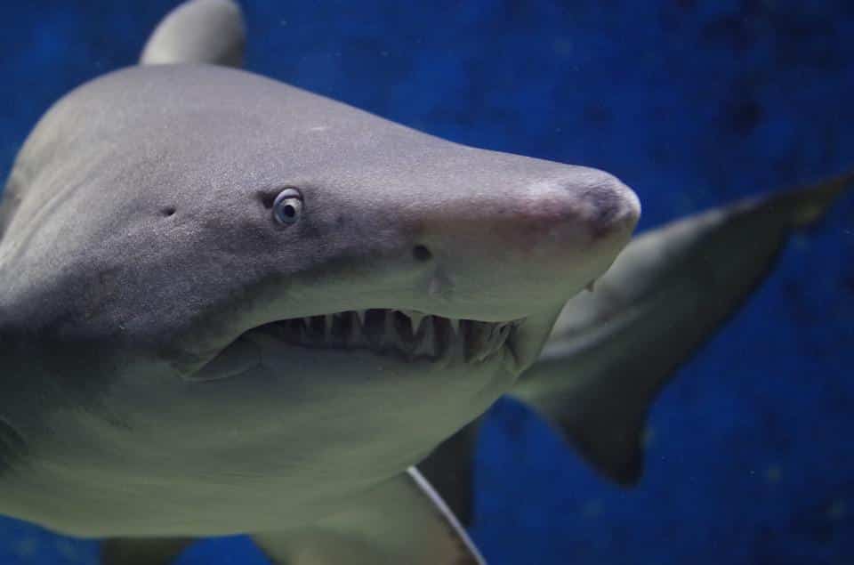 requins océans animal vacances été Toulouse