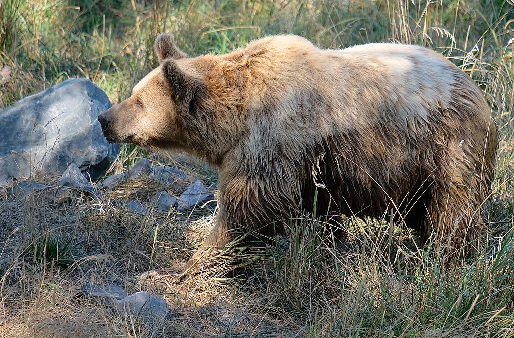 ours effarouchement Ariège Pyrénées