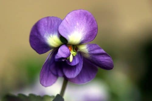 Violette Toulouse sorties week-end