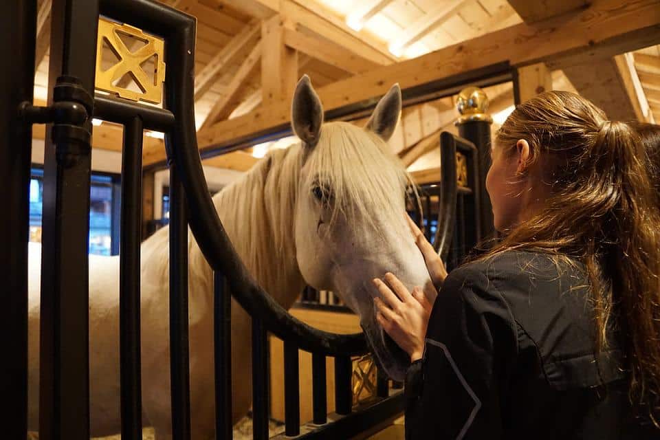 haras écurie cheval