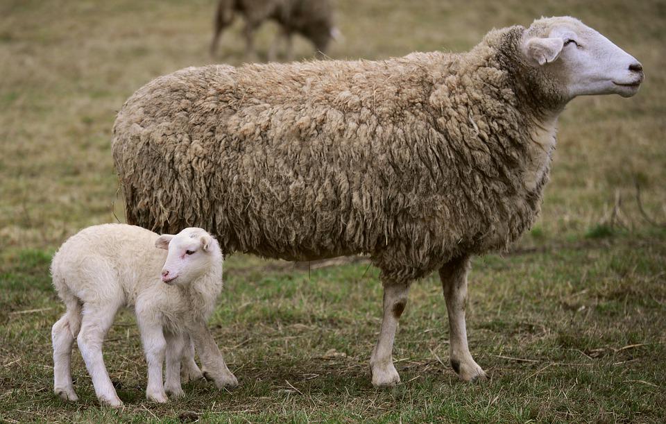 élevage ferme brebis mouton agneau vacances été Aveyron