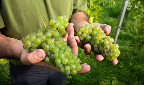 fête des vendanges dans un domaine du Tarn-et-Garonne