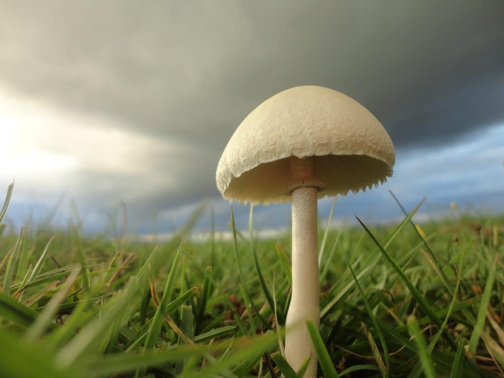 champignon cueillette