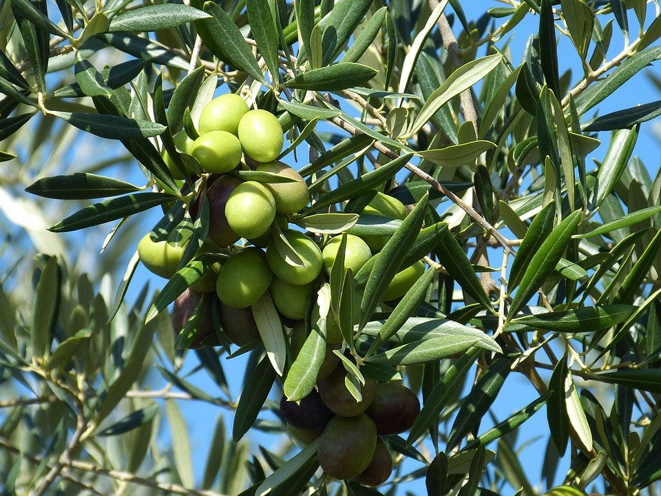 Journées Patrimoine Languedoc-Roussillon olives huiles