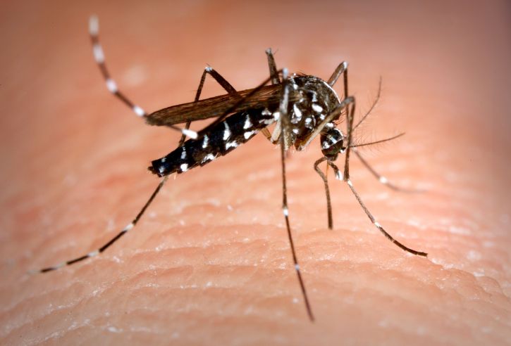 dengue moustiques tigres Toulouse piqûres
