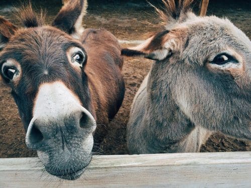 vacances Toussaint Gers âne animal ferme