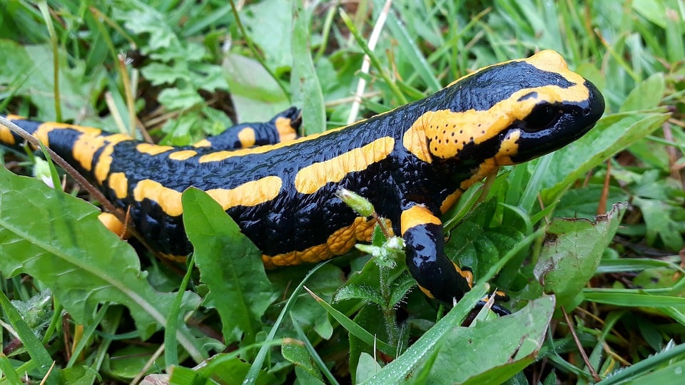 salamandre animal 