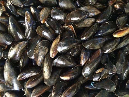 moules palourdes étang de Thau Hérault