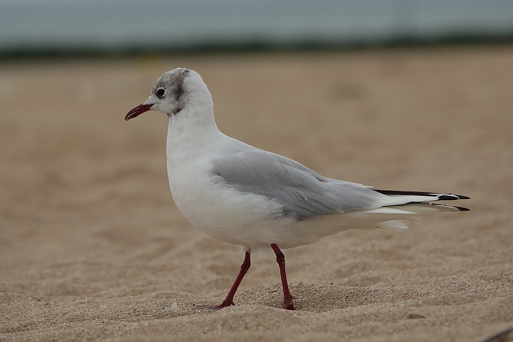 cas grippe aviaire