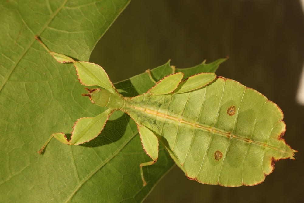 Insecterie insectes