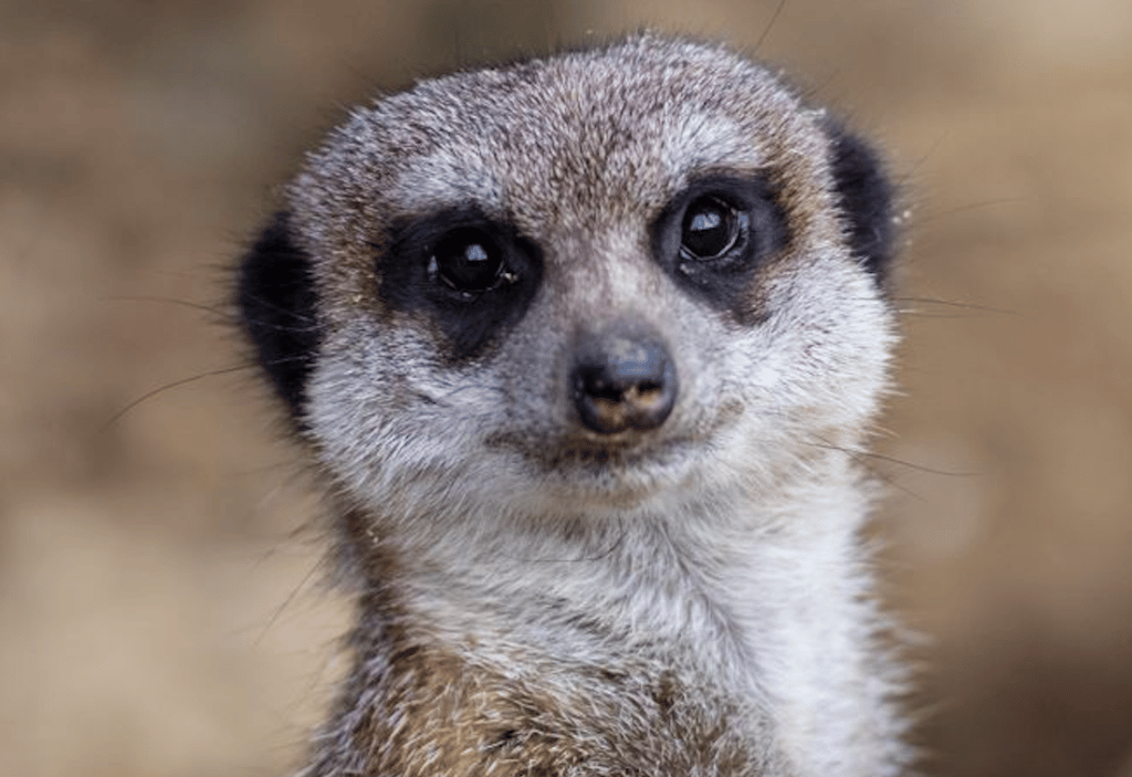 Haute-Garonne idées sorties vacances Noël suricate African Safari