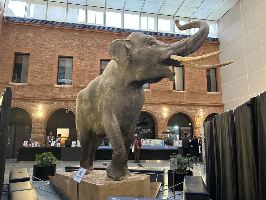 éléphant Punch Muséum Toulouse sorties week-end 