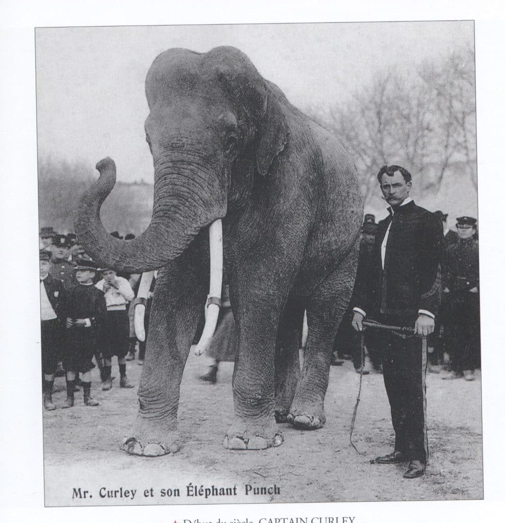 éléphant Punch