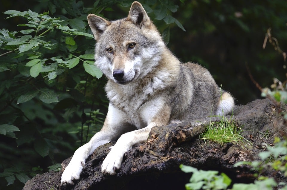 Loup animal vacances Lozère Noël activités