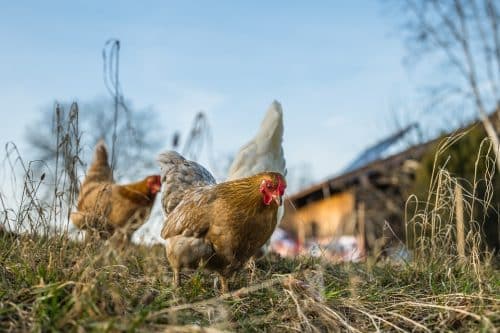 poules élevage volailles grippe aviaire épidémie Gard