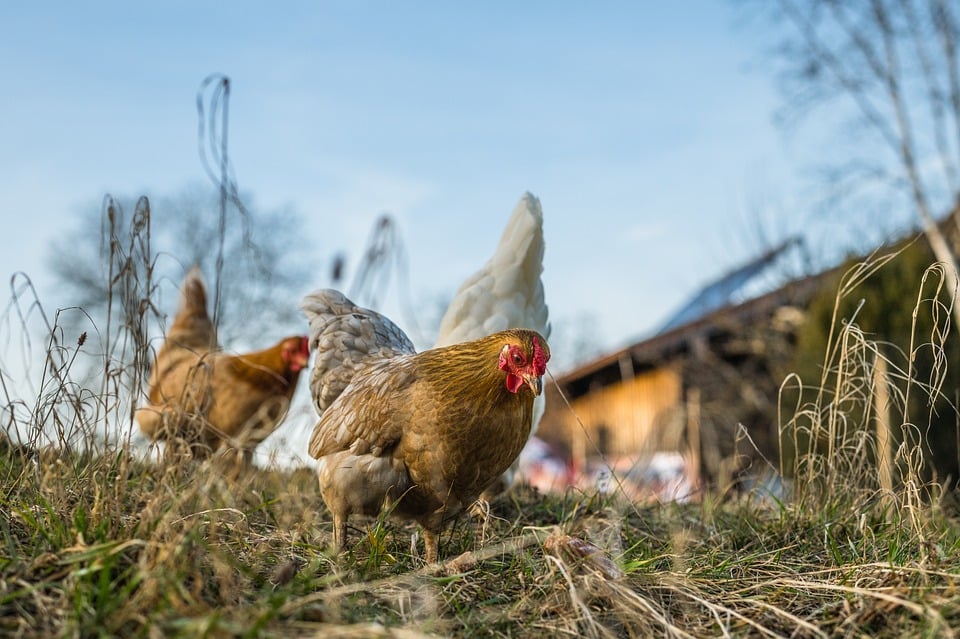 poules élevage volailles grippe aviaire épidémie Gard 