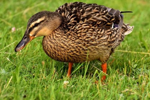 canard oiseau ferme grippe aviaire foyer Gers