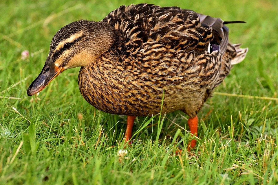 canard oiseau ferme grippe aviaire foyer Gers